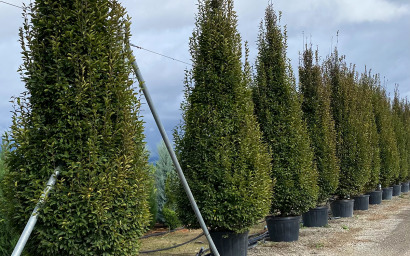 carpinus betulus pyramidalis